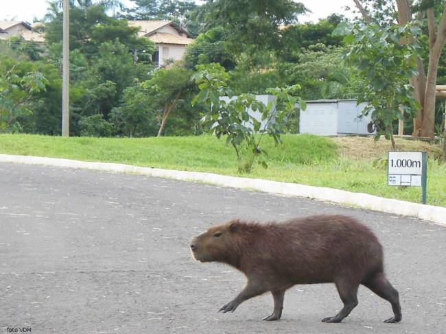 CACAULÂNDIA: Capivara causa acidente na RO 140