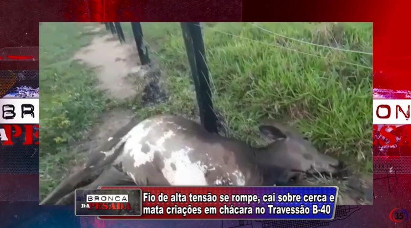 Fio de alta tensão se rompe e mata criação em chácara no Travessão B-40