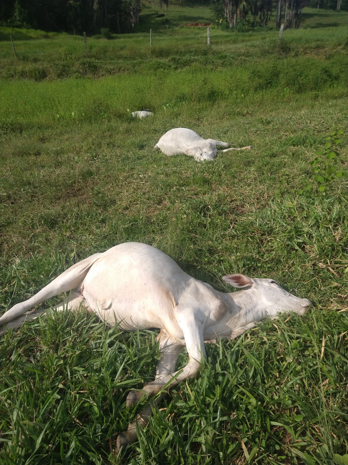 CACAULÂNDIA: Poste cai e cabo de energia mata sete novilhas na zona rural